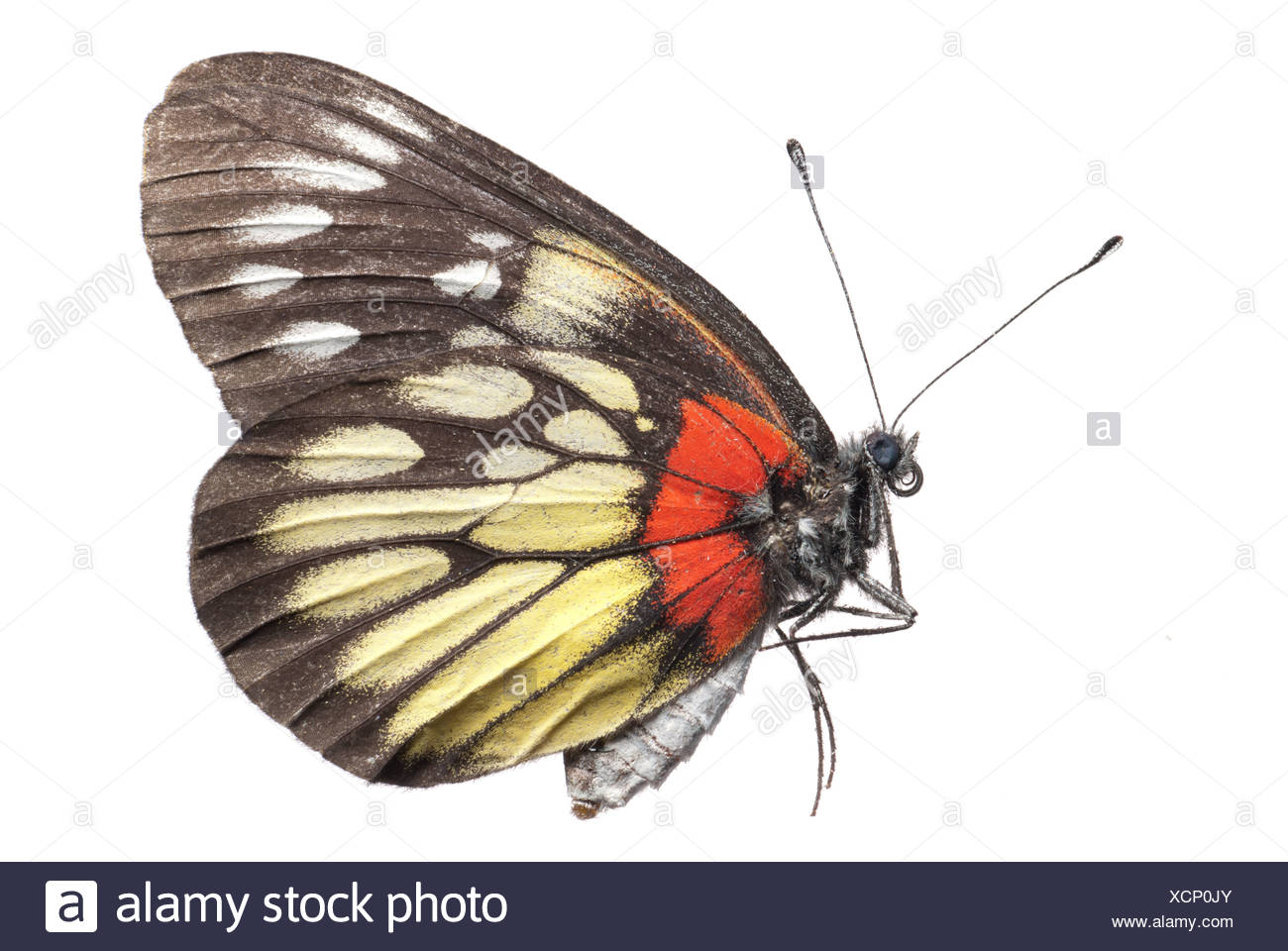 China Insect Spring Cut Out Stock Images & Pictures - Alamy