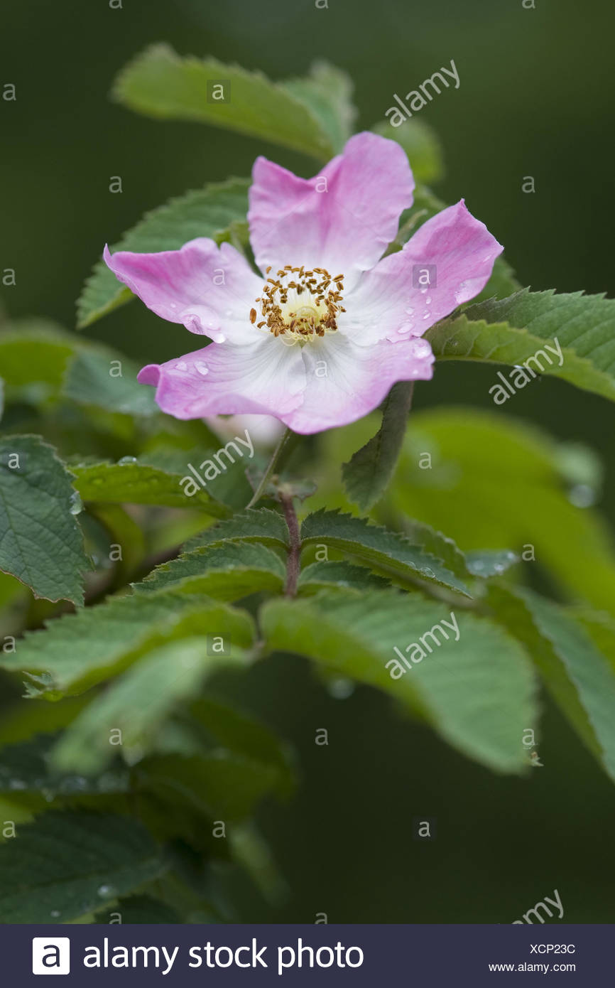 Rose Apple Plant Stock Photos & Rose Apple Plant Stock Images Alamy