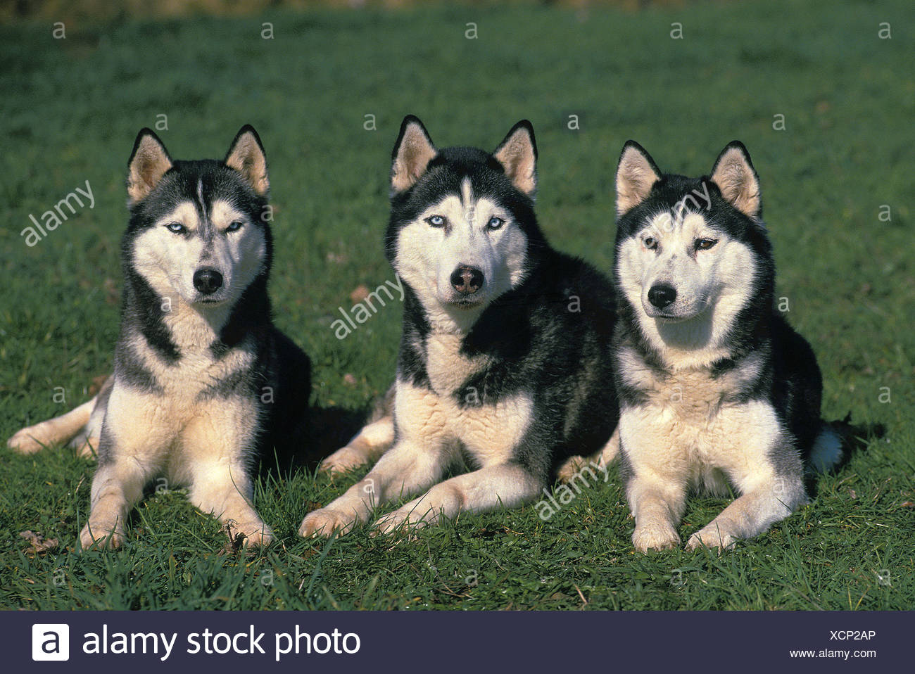 husky group