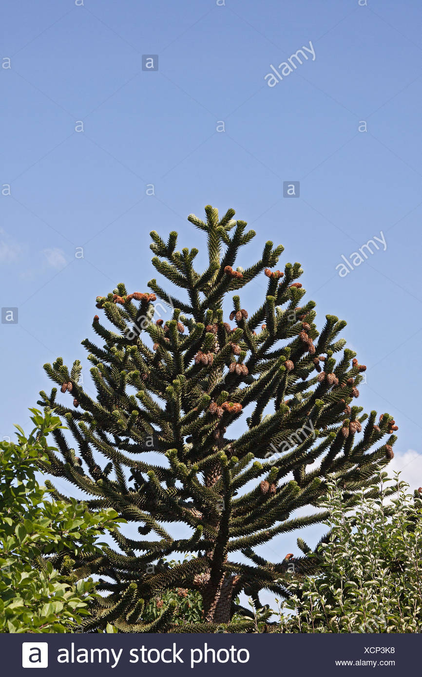 Monkey Tail Tree Stock Photos & Monkey Tail Tree Stock Images Alamy