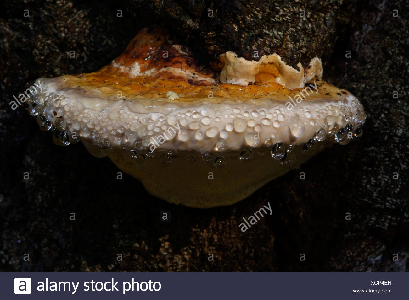 Dew drops at a fungus, trunk Stock Photo