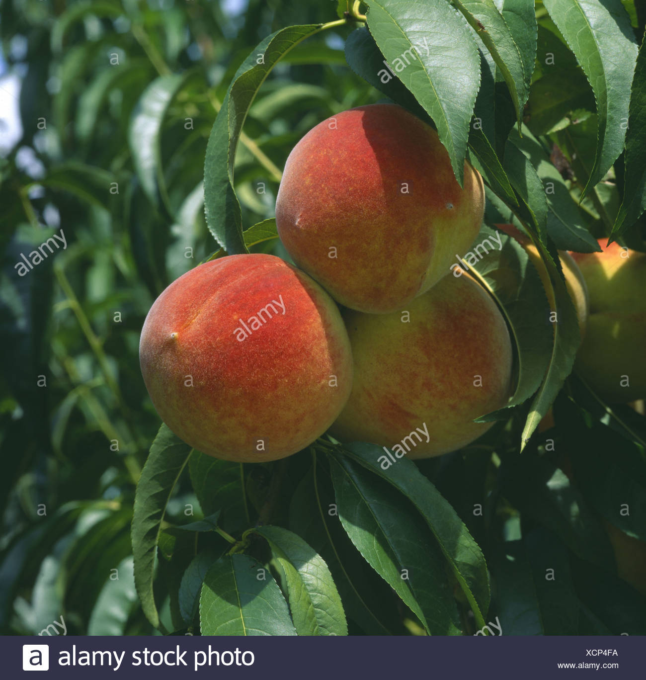 Grown Peaches High Resolution Stock Photography and Images Alamy