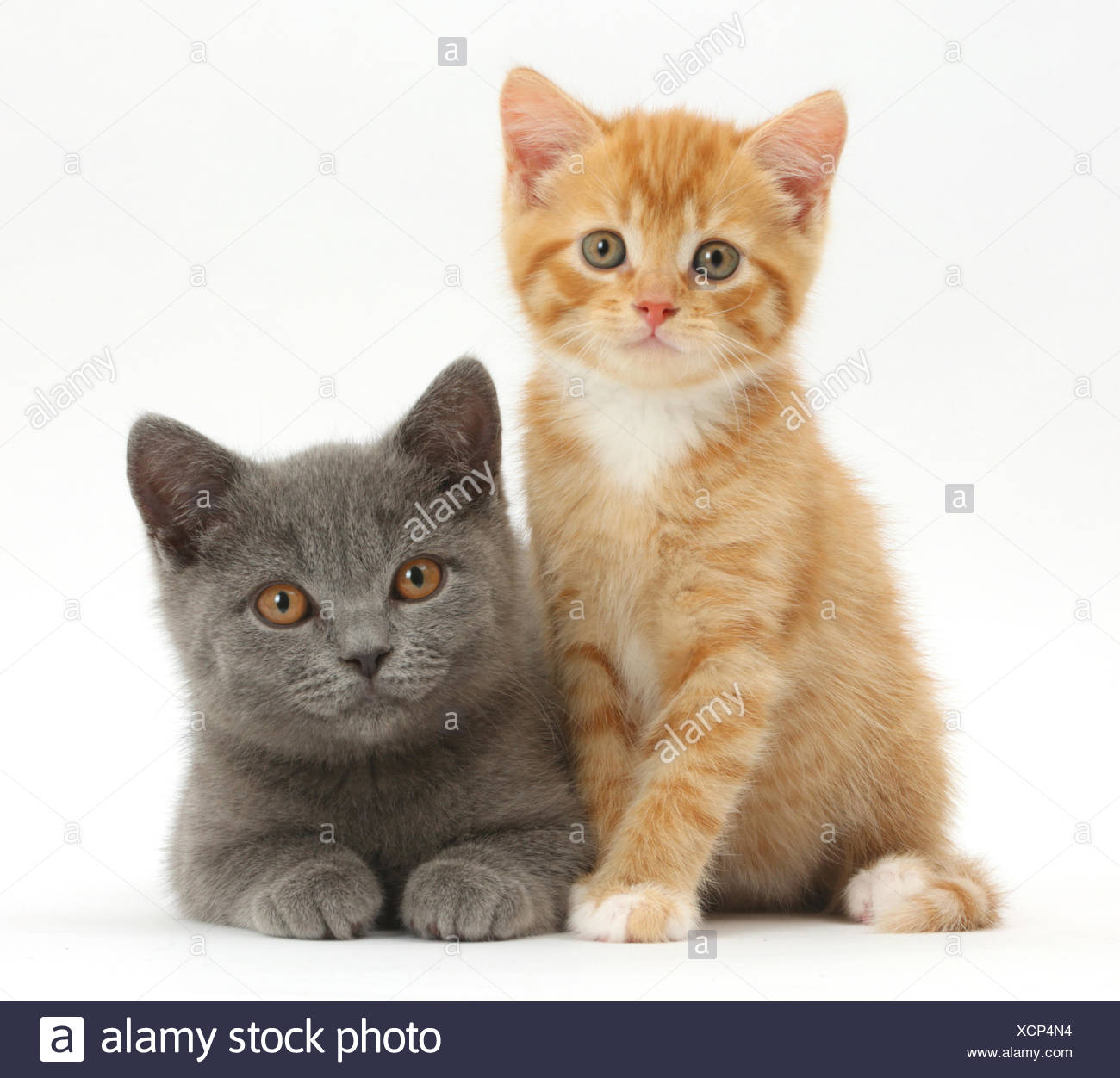 Ginger kitten and Blue British 