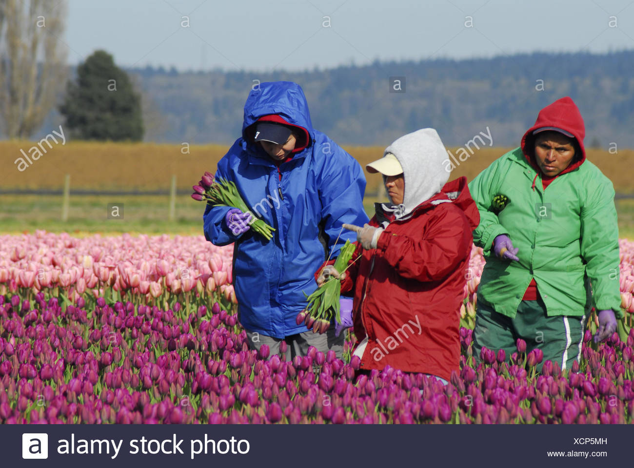 Tulip Farm Workers High Resolution Stock Photography and Images Alamy