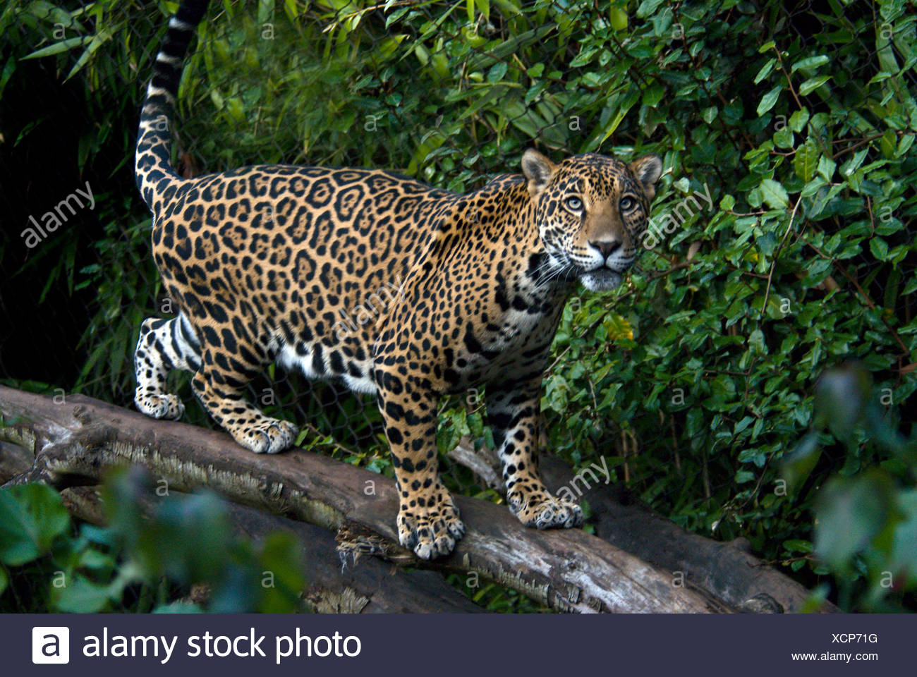 Jaguar Climbing Tree High Resolution Stock Photography and Images Alamy