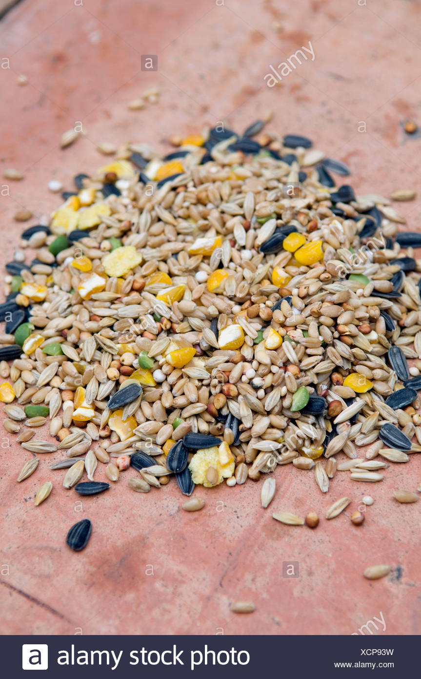 Bird Seeds High Resolution Stock Photography and Images Alamy