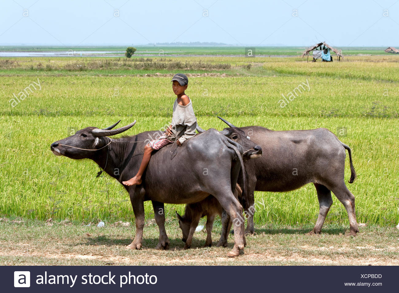 Water Buffalo Cambodia Stock Photos & Water Buffalo Cambodia Stock