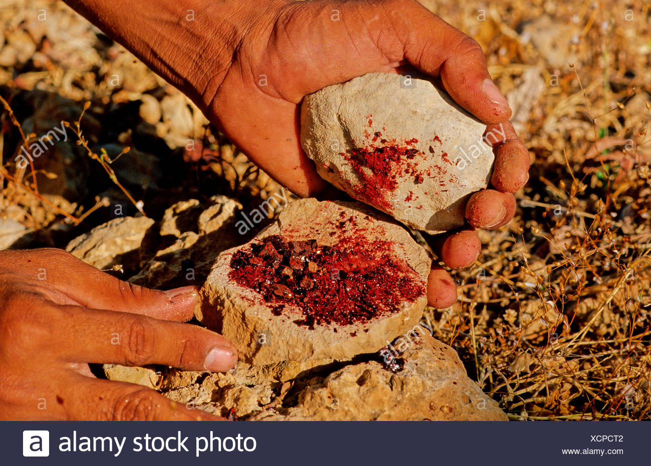 Dragon Blood Tree Dracaena Cinnabari Fermhin Mountain Socotra Island Yemen Arabia Orient Endemic Medicinal Plan Stock Photo Alamy Dragon Blood Tree Dracaena Cinnabari Fermhin Mountain Socotra Island Yemen Arabia Orient Endemic Medicinal Plan Stock Photo Alamy