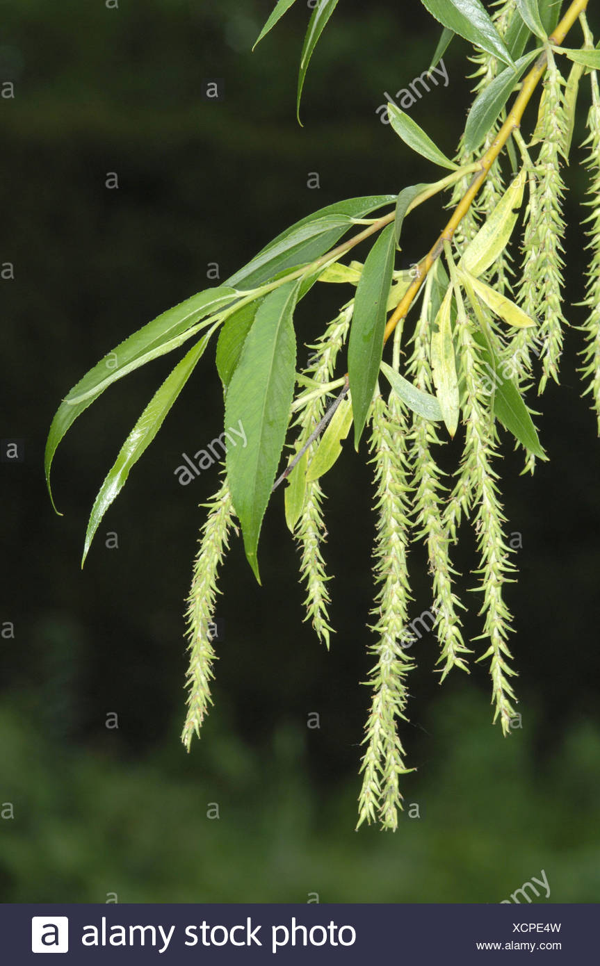 Salix Fragilis Leaves High Resolution Stock Photography and Images - Alamy