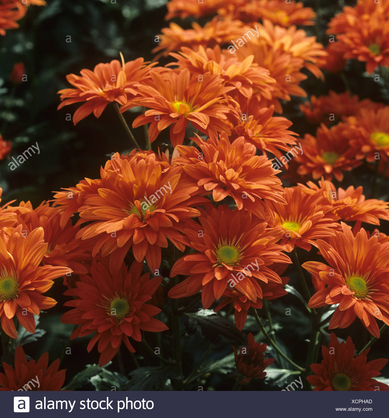 Chrysanthemums High Resolution Stock Photography and Images Alamy