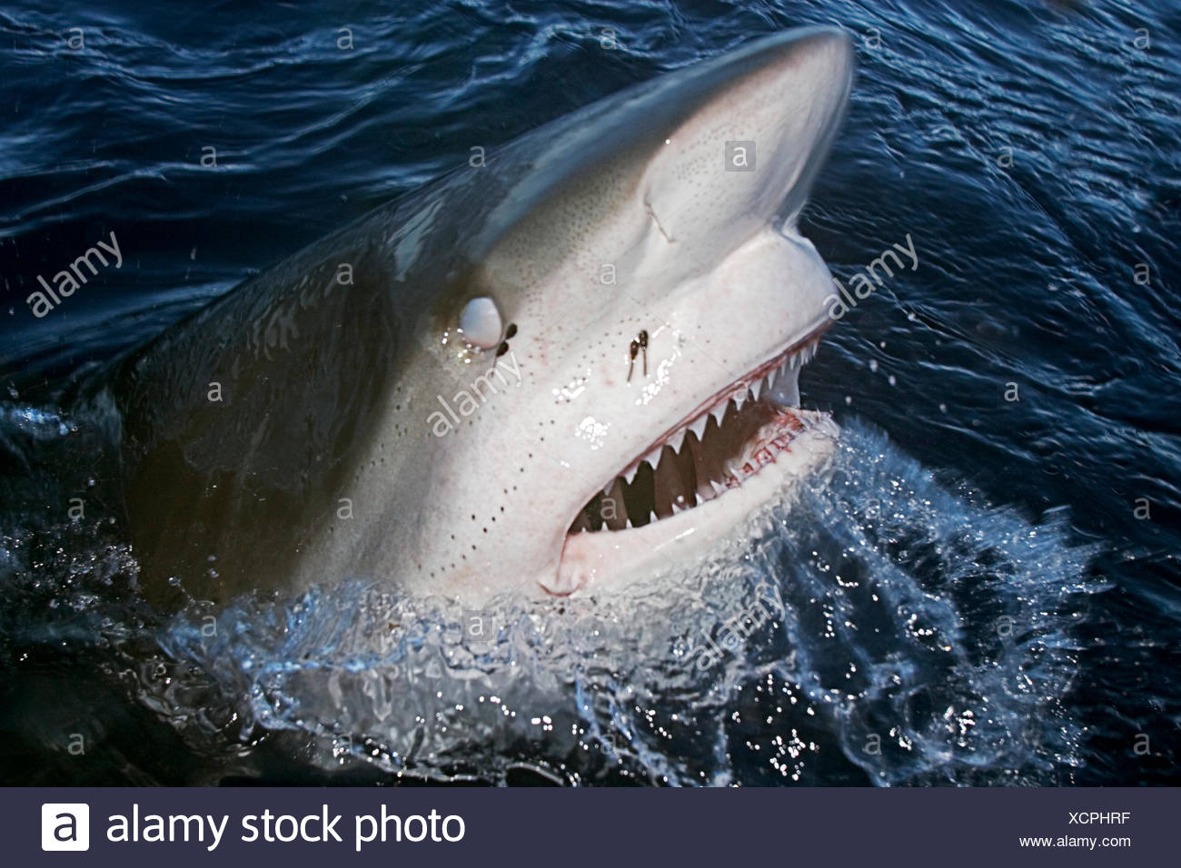 Hawaii Oahu North Shore Galapagos Shark Showing Teeth At