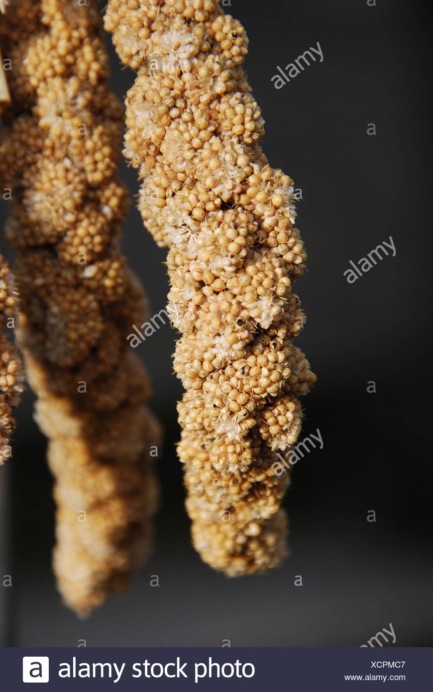 Foxtail Millet Setaria Italica High Resolution Stock Photography and ...