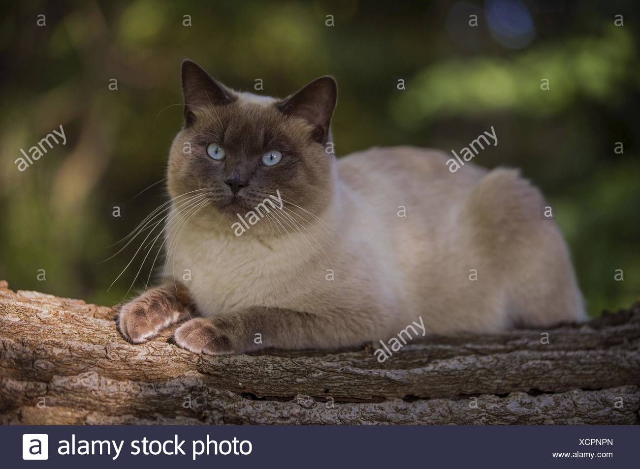 siamese x ragdoll kittens