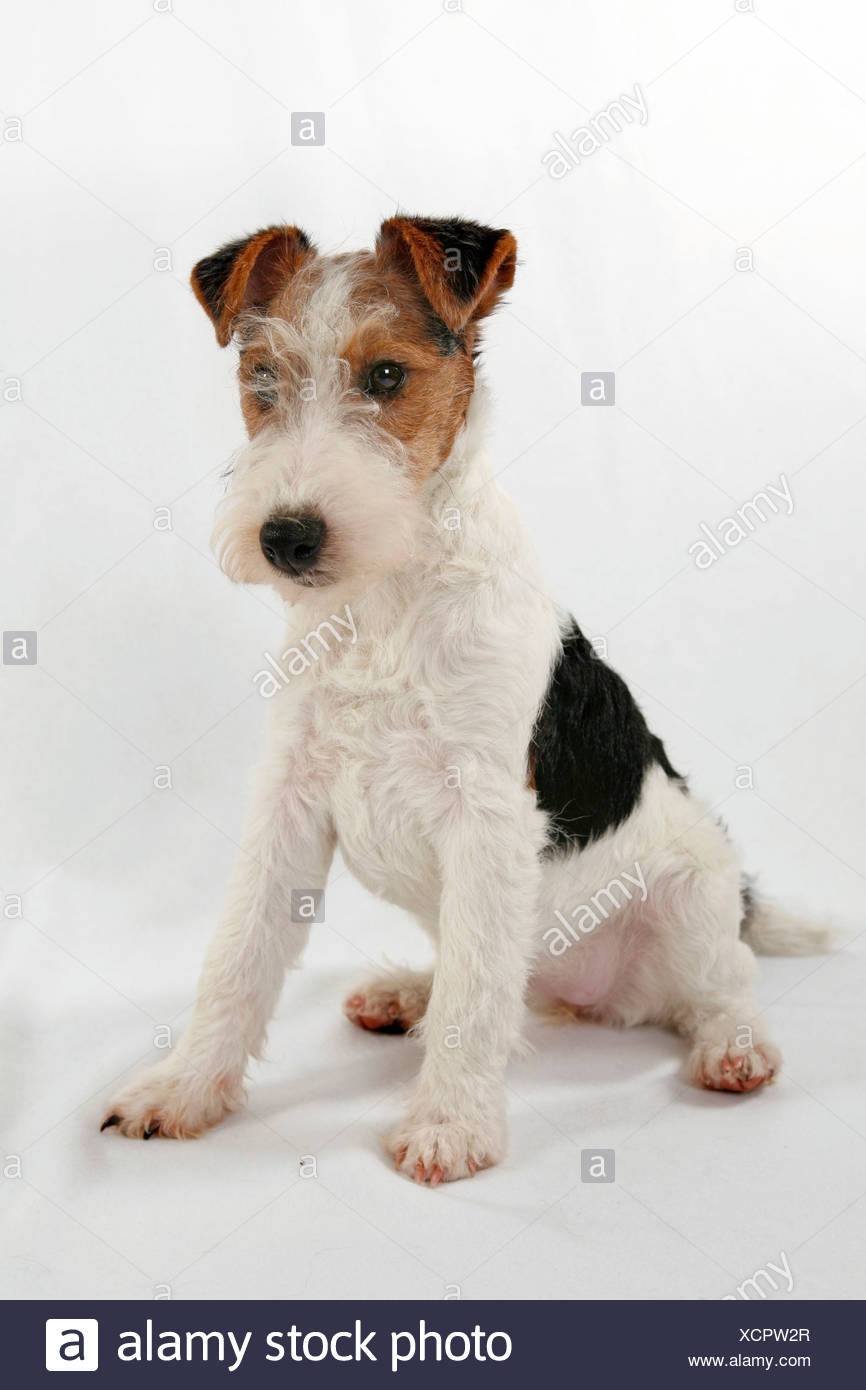 Foxterrier puppy Clearance