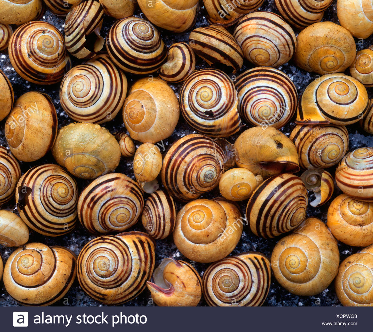 Snail Shells High Resolution Stock Photography and Images Alamy