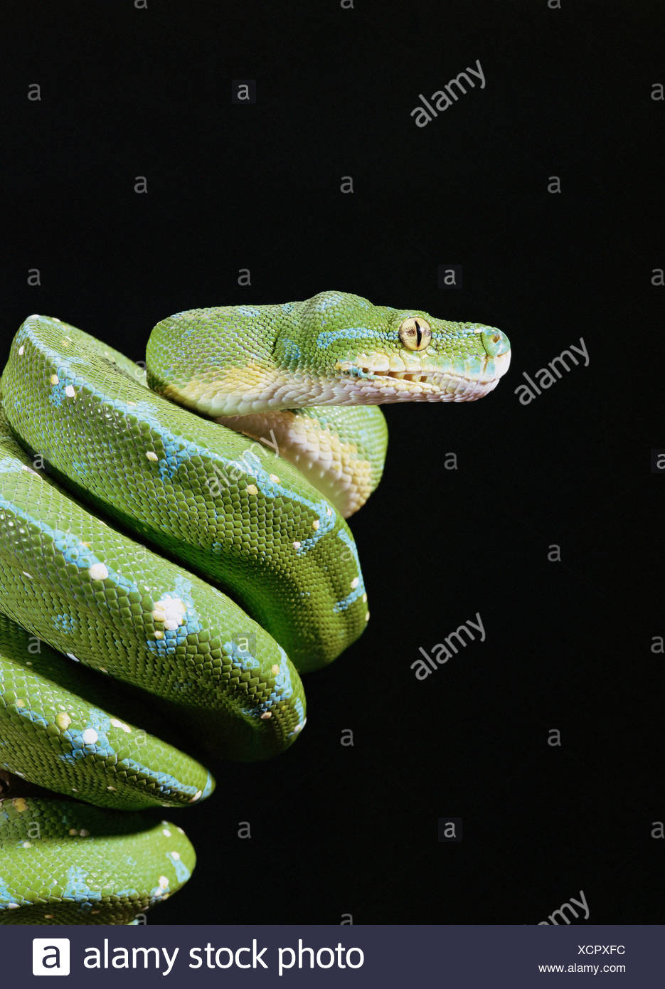 Python Species High Resolution Stock Photography and Images - Alamy