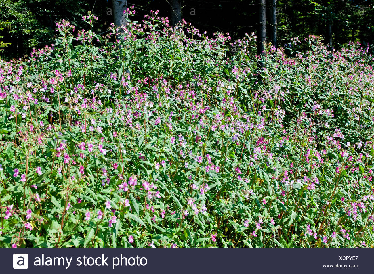 Himalayan Balsam Stock Photo