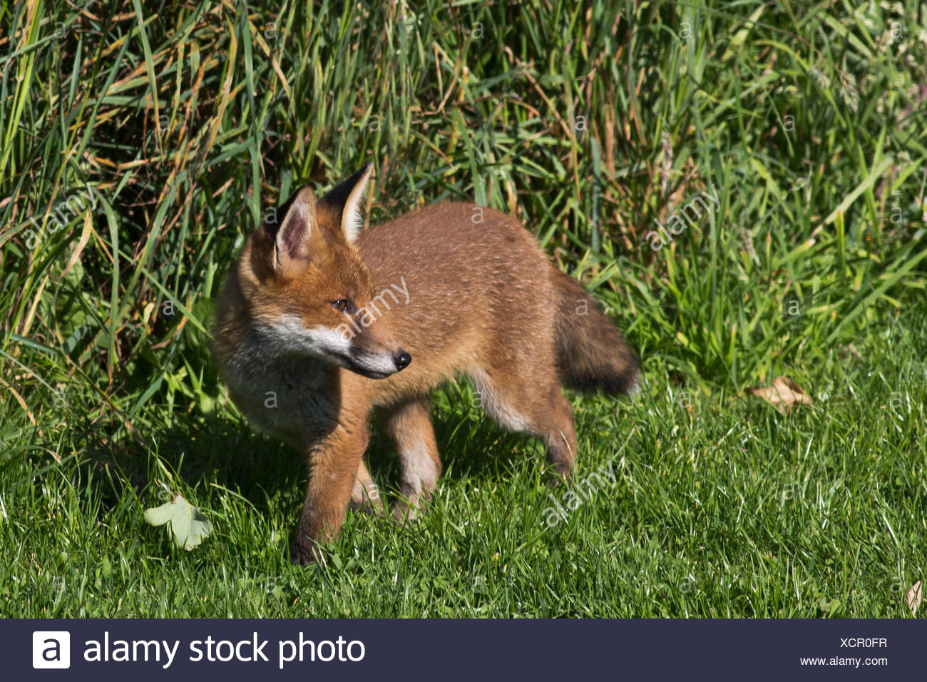 fox canine