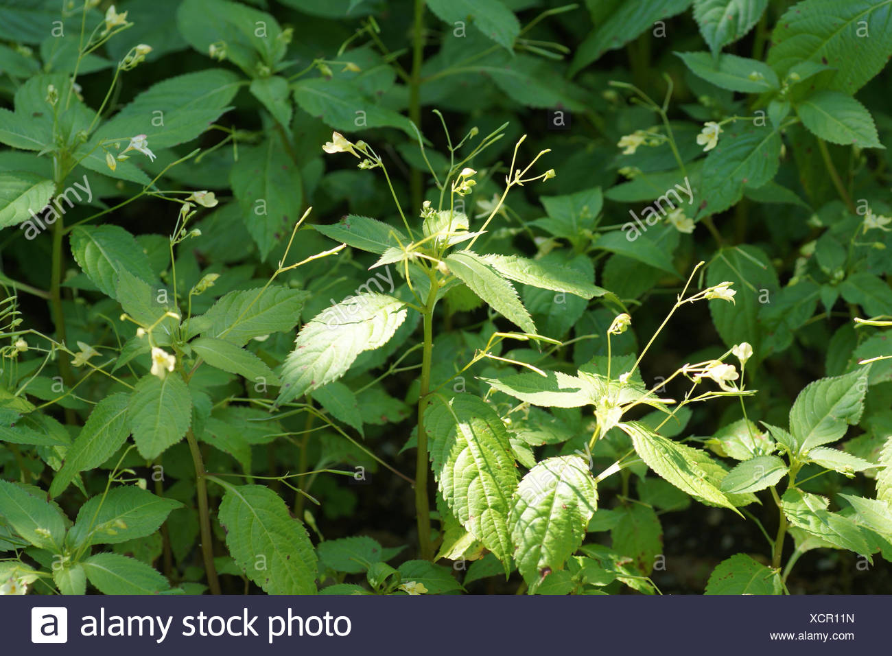 Small balsam Stock Photo