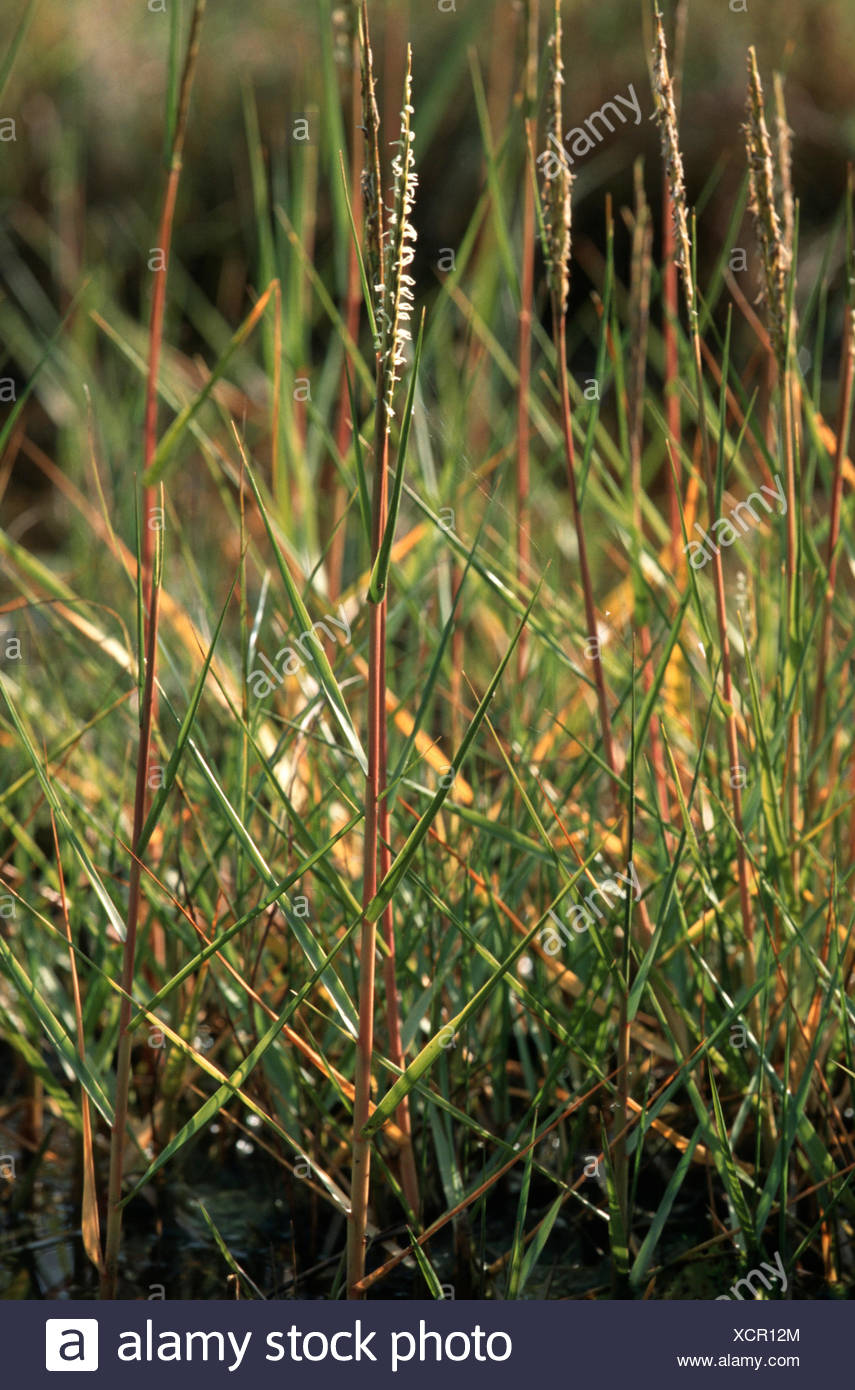 Spartina Anglica High Resolution Stock Photography and Images Alamy