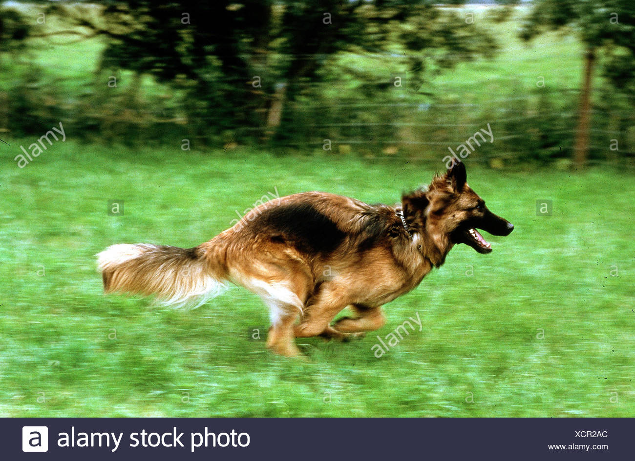 Zoology Animals Mammal Mammalian Dogs Canis Lupus