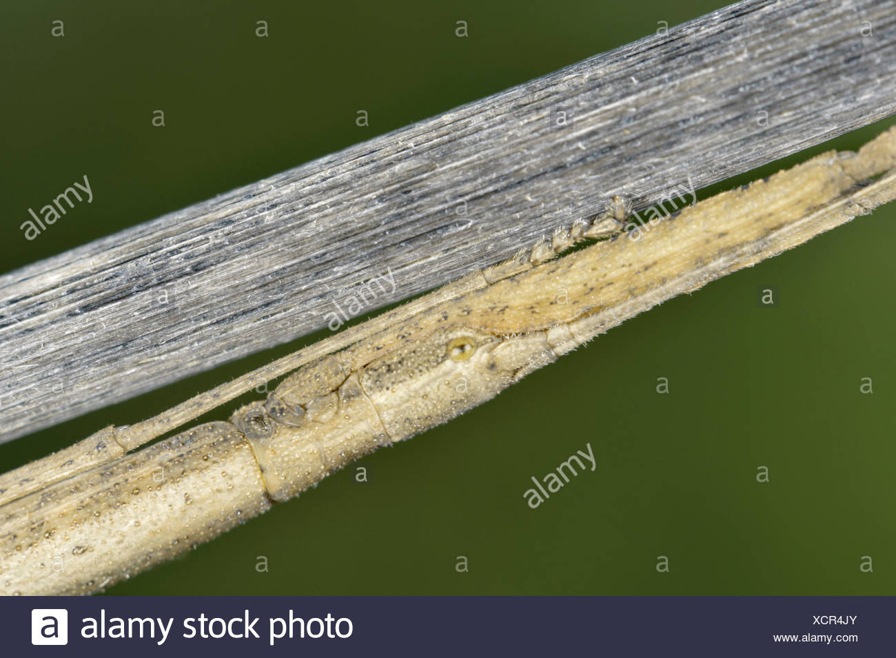 Stick Insect High Resolution Stock Photography and Images Alamy