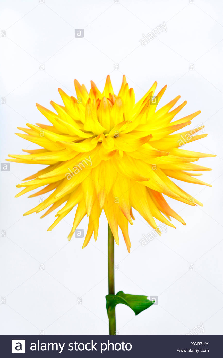 Dahlia Cactus Dahlia Dahlia Dahlia Cultivar Beauty In Nature Bulb Colour Contemporary Cottage Garden Plant Creative Cut Out Flower Autumn Flowering Summer Flowering Frost Tender Plant Studio Shot Tuber Vivid Colour Yellow