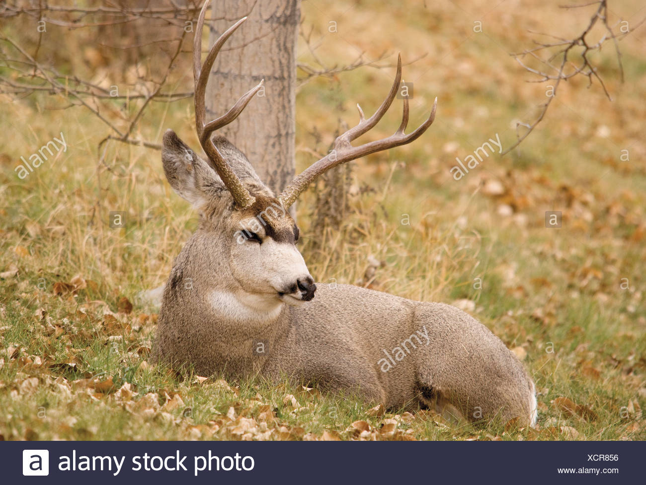 Deer Laying Down High Resolution Stock Photography and Images Alamy