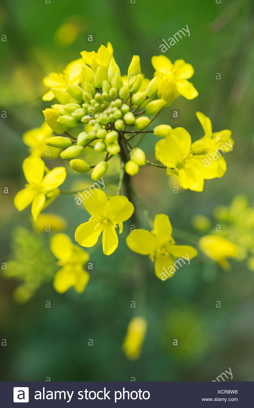 Mustard Plant High Resolution Stock Photography and Images Alamy