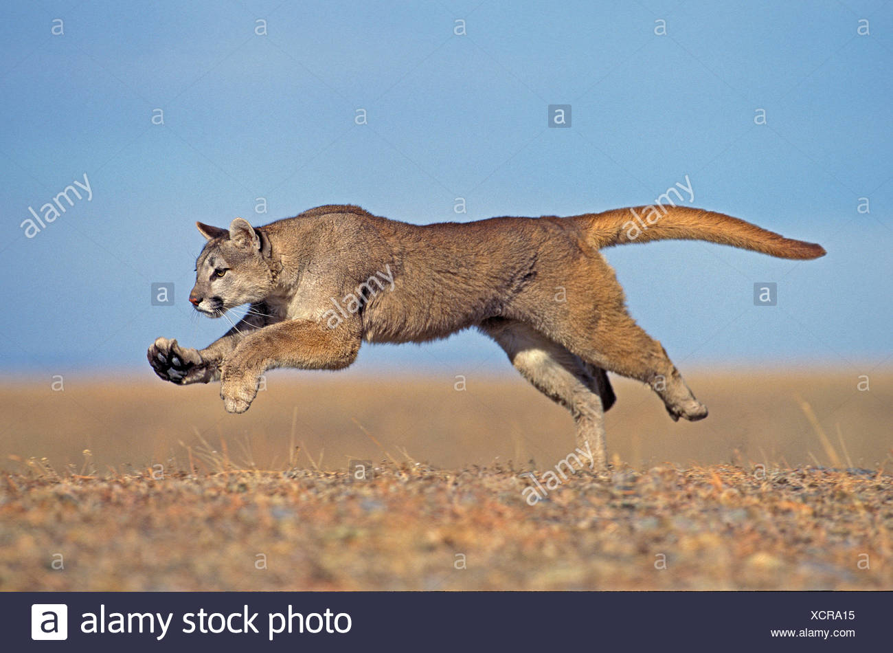 animal puma running