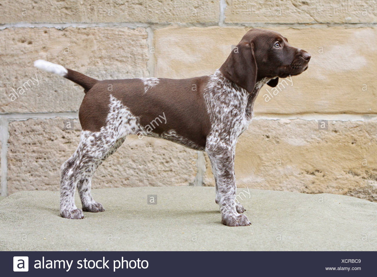 German Shorthaired Pointer Dog Puppy Standing Stock Photo