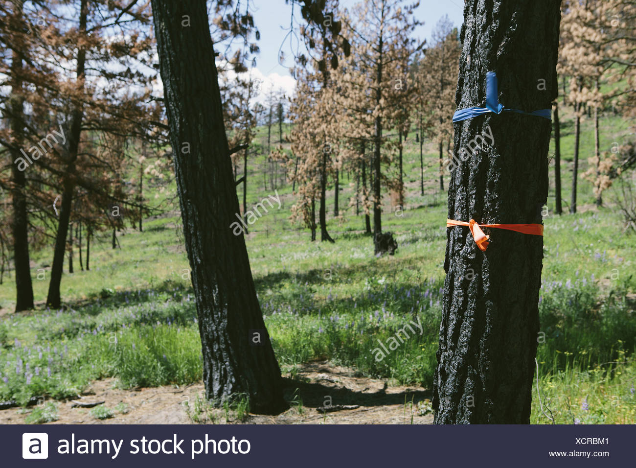 Marked trees for cutting in fire damaged national forest near Blewett