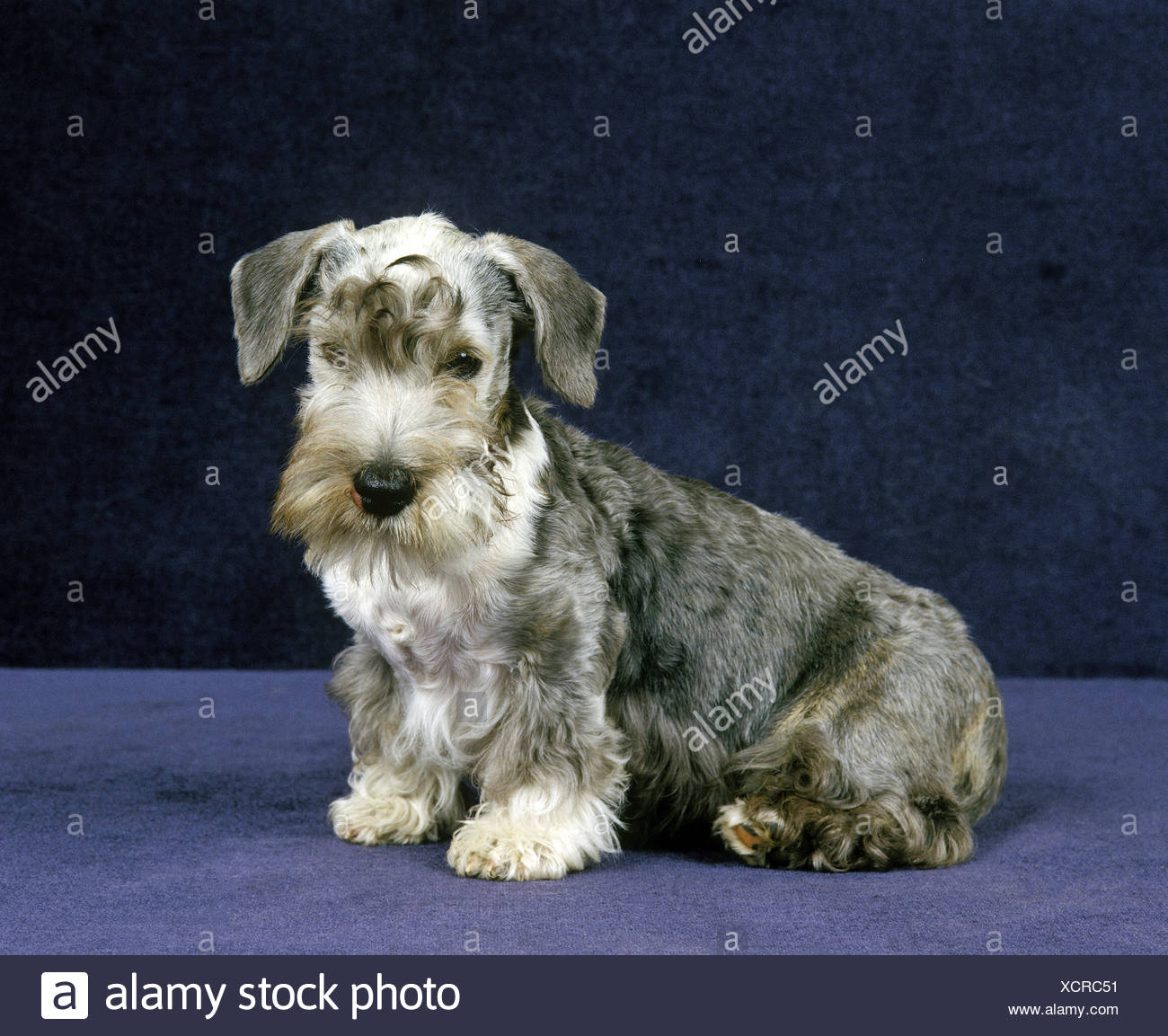 Cesky Terrier Stock Photos & Cesky Terrier Stock Images 