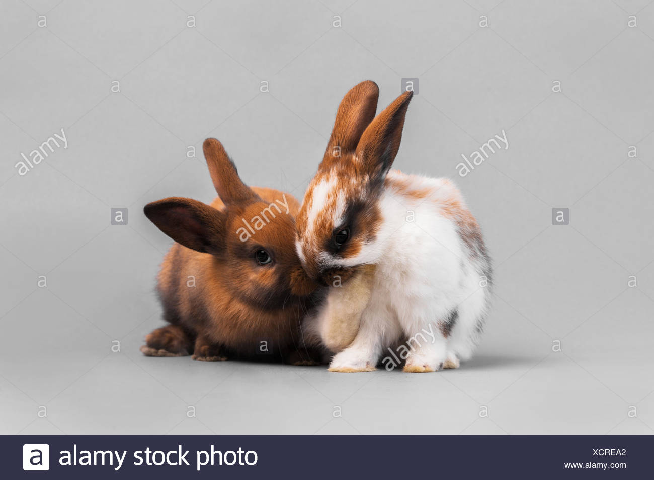Rabbit And Hare Stock Photos & Rabbit And Hare Stock Images - Alamy