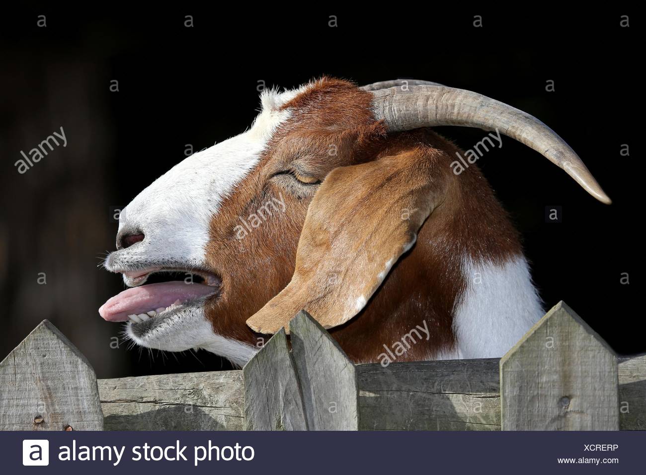 Bleating Goat Stock Photo Alamy Bleating Goat Stock Photo Alamy