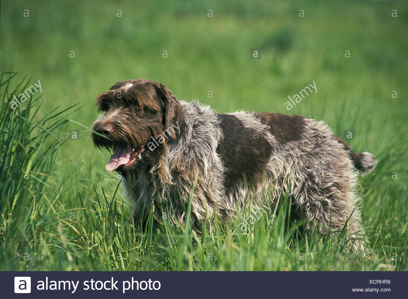 Wirehaired Pointing Griffons Stock Photos Wirehaired Pointing