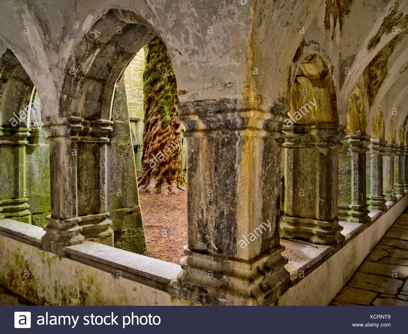 Ireland Kerry Killarney Ruins Of Muckross Abbey Franciscan