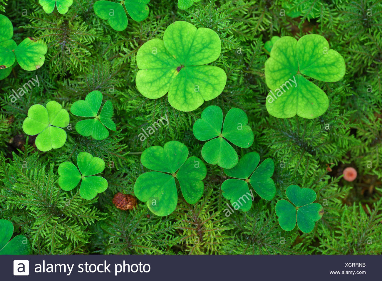 Common Wood Sorrel Wood Sorrel Irish Shamrock Oxalis Acetosella Leaves Between Moos On Forest Ground Germany Bavaria Oberbayern Upper Bavaria Stock Photo Alamy Common Wood Sorrel Wood Sorrel Irish Shamrock Oxalis Acetosella Leaves Between Moos On Forest Ground Germany Bavaria Oberbayern Upper Bavaria Stock Photo Alamy