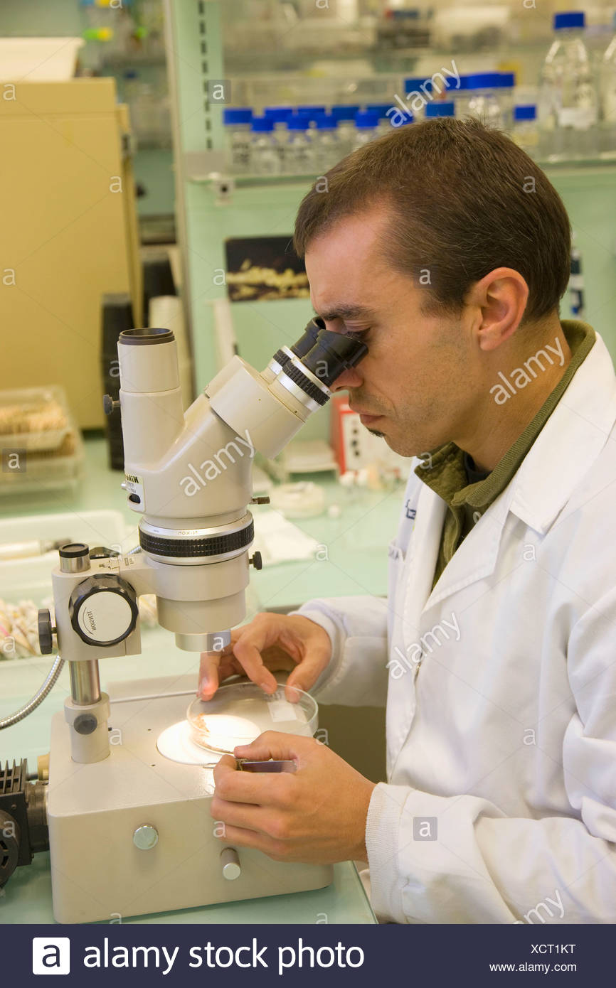 Soil Nematode Microscope High Resolution Stock Photography and Images ...