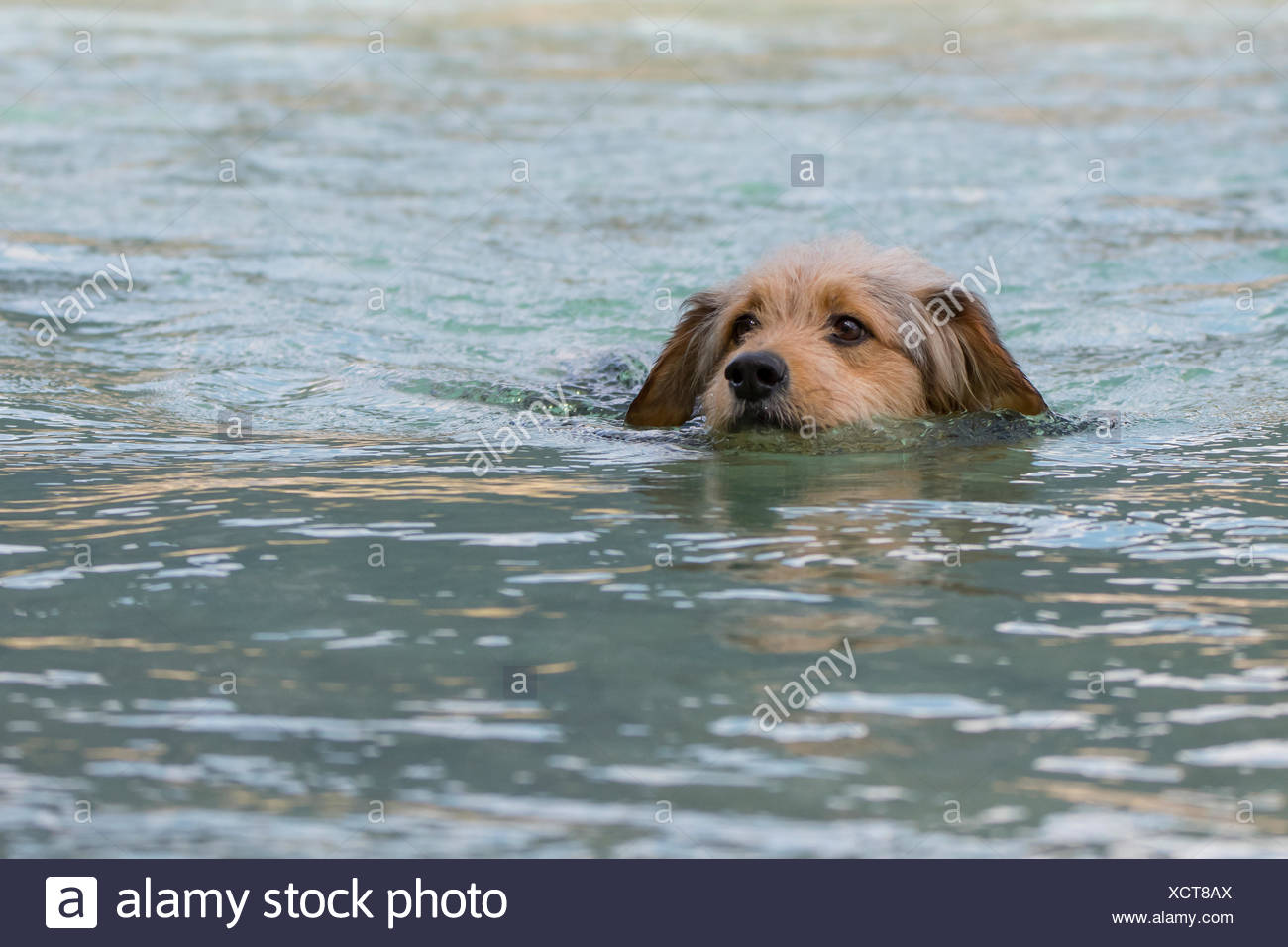 Bosnian Coarse Haired Hound Or Barak Dog Canis Lupus Familiaris Is Swimming In A River Mixed Breed Tyrol Austria Stock Photo Alamy