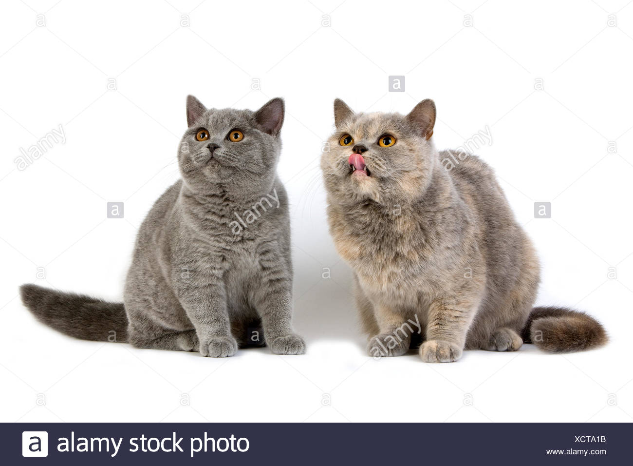 Blue Cream British Shorthair Female With Kitten Blue British