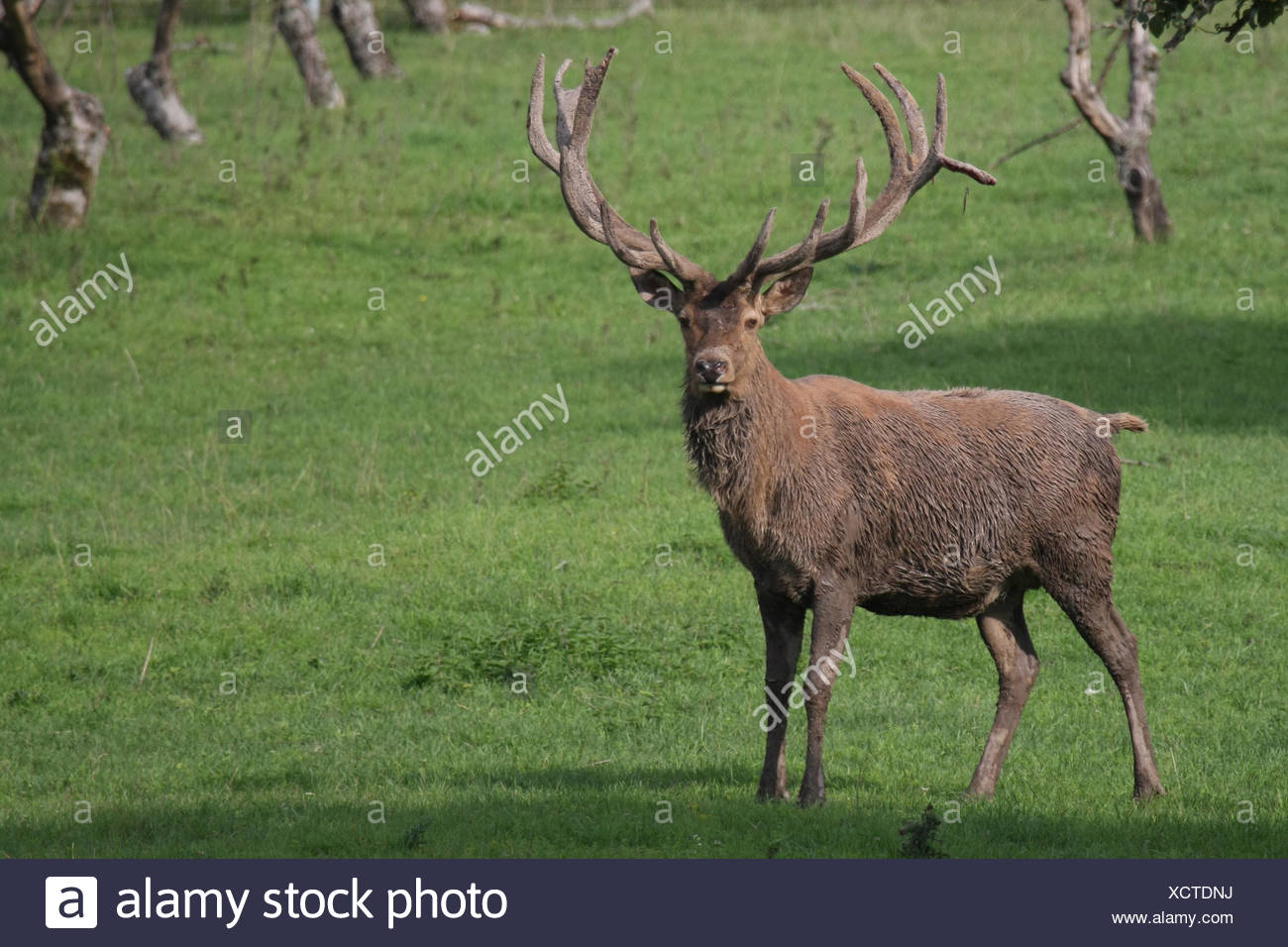 stag animal