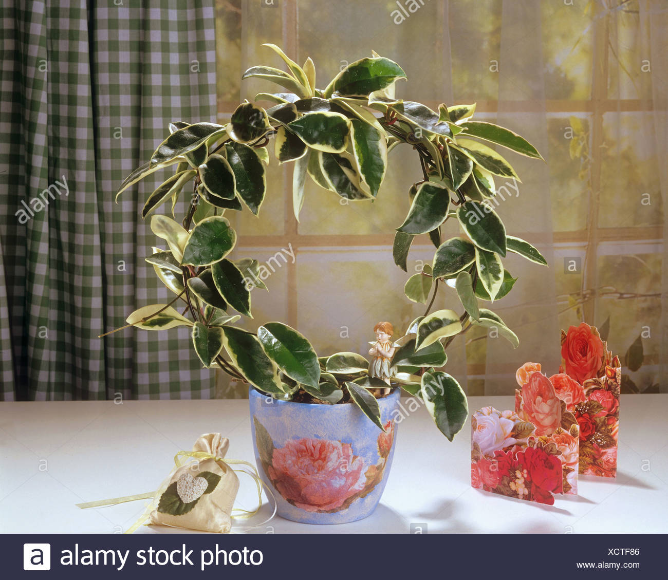 Variegated Wax Plant Hoya Carnosa Tricolor Stock Photo Alamy