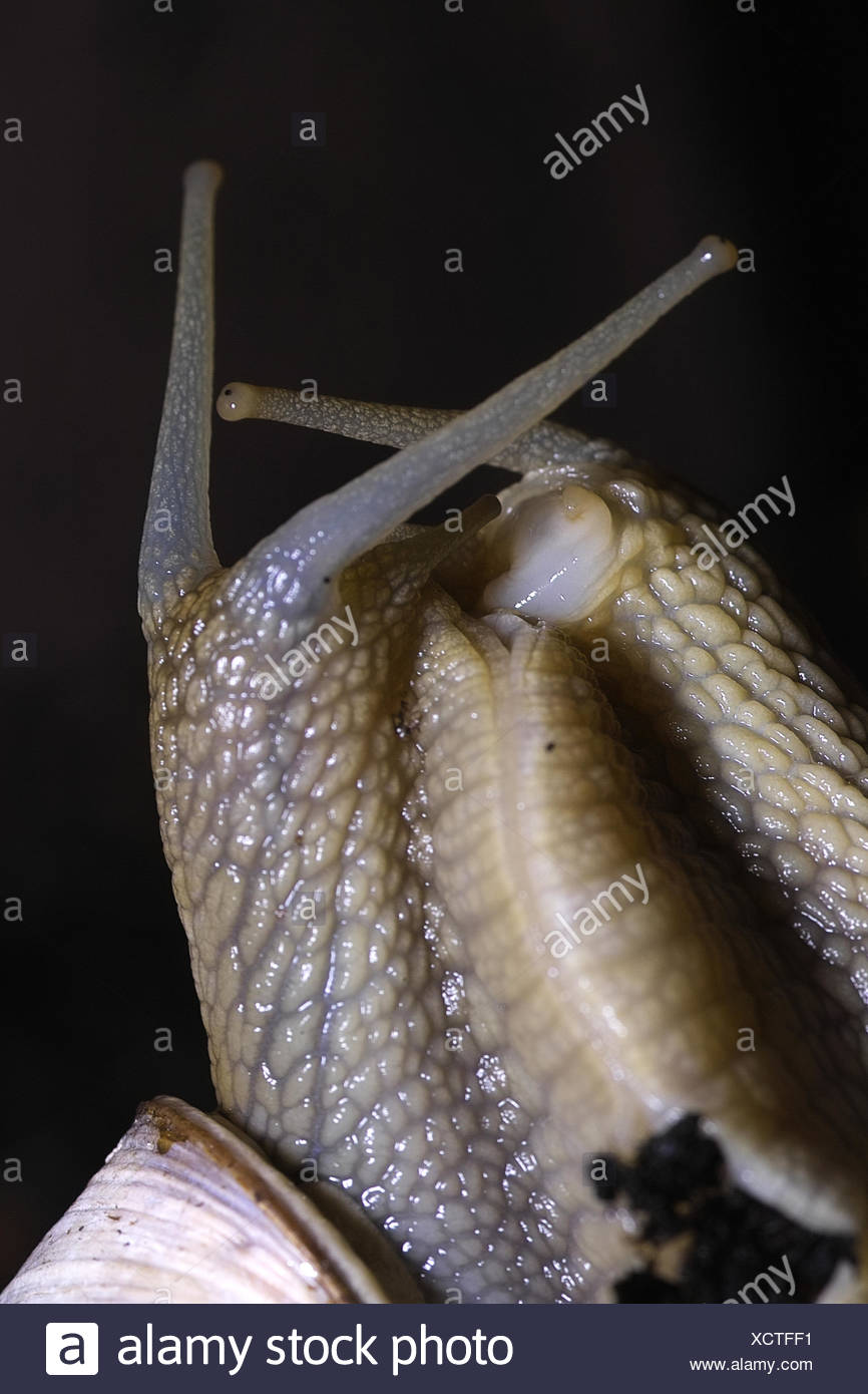 Snails Mating Stock Photos & Snails Mating Stock Images Alamy