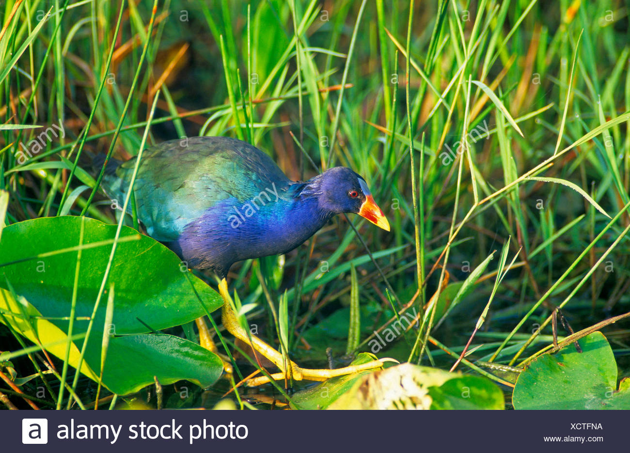 american-purple-gallinules-high-resolution-stock-photography-and-images