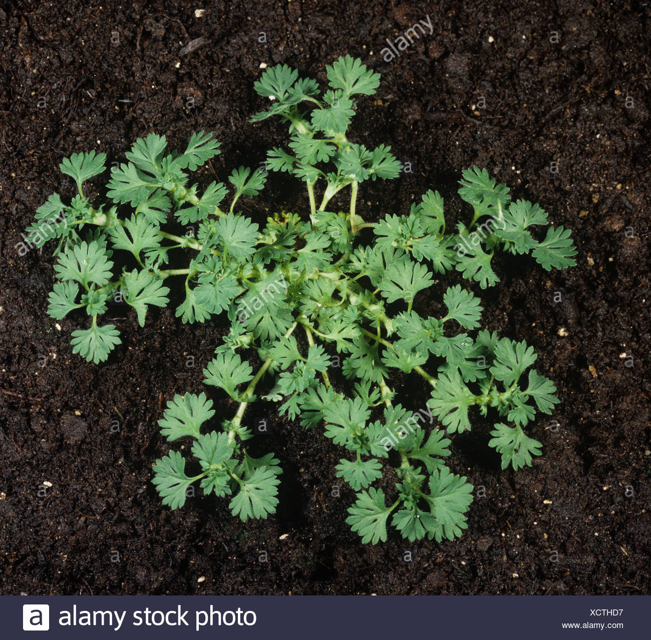 Young Parsley Plant High Resolution Stock Photography and Images Alamy