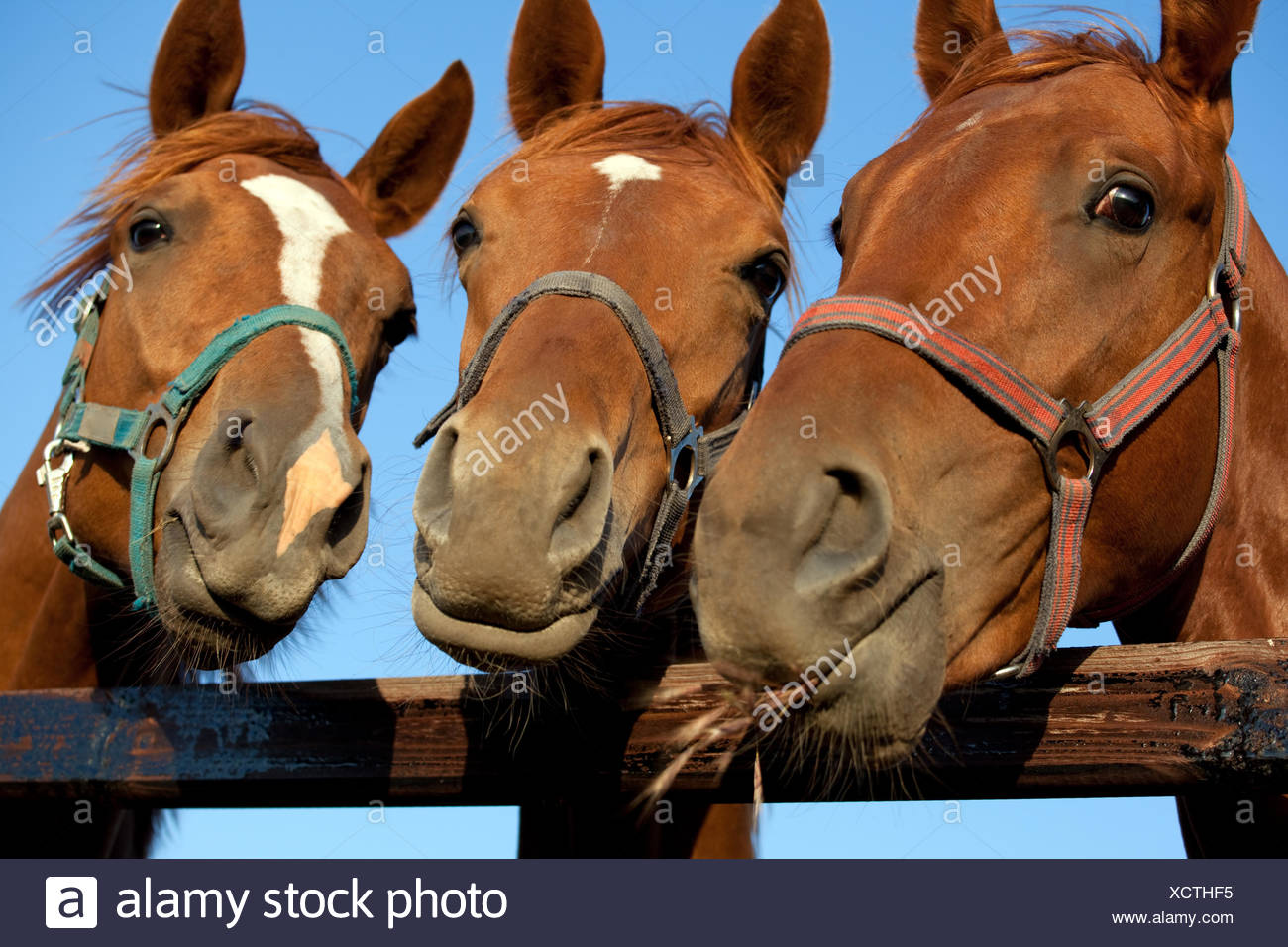 The Heads Of Three White Horses High Resolution Stock Photography and