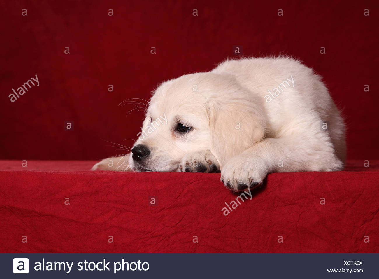 Rot Blond Stock Photos Rot Blond Stock Images Alamy