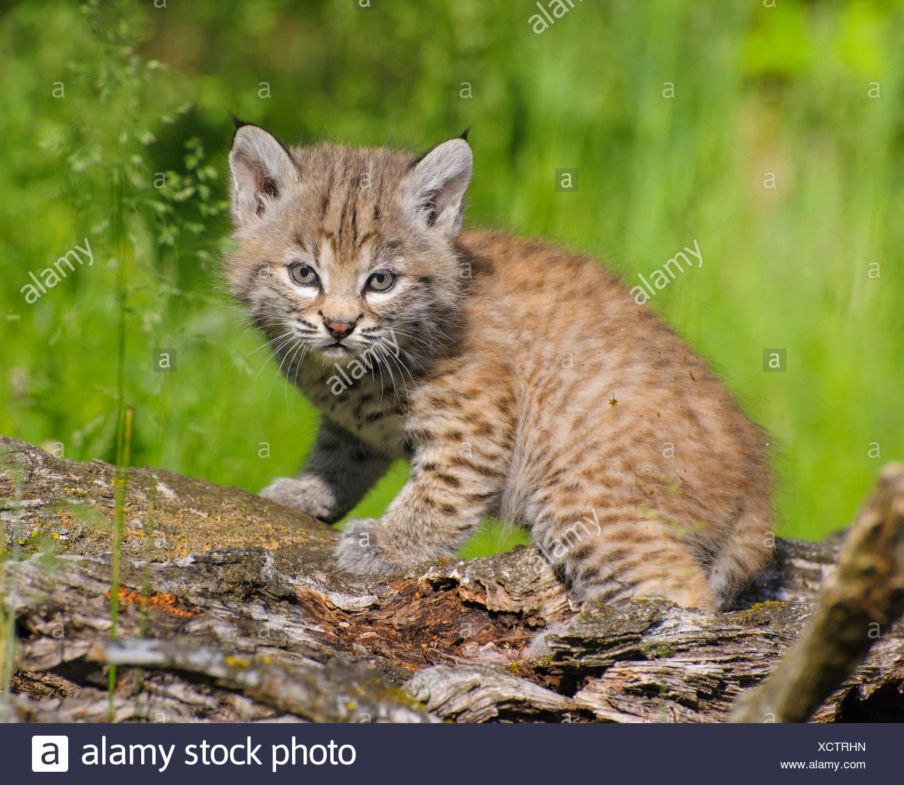 Juvenile Bobcat High Resolution Stock Photography And Images Alamy
