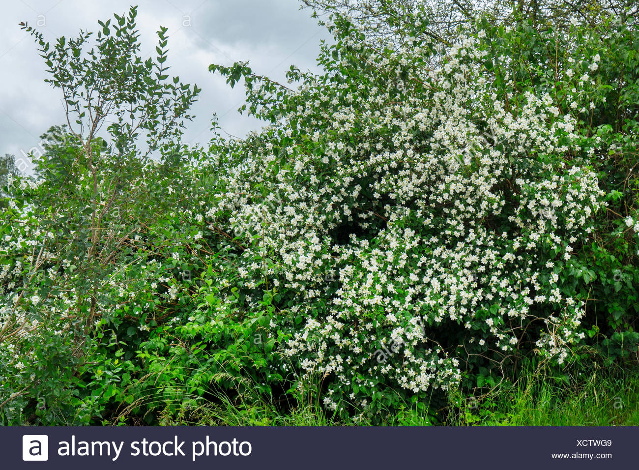Strauch Jasmin Stock Photos & Strauch Jasmin Stock Images Alamy